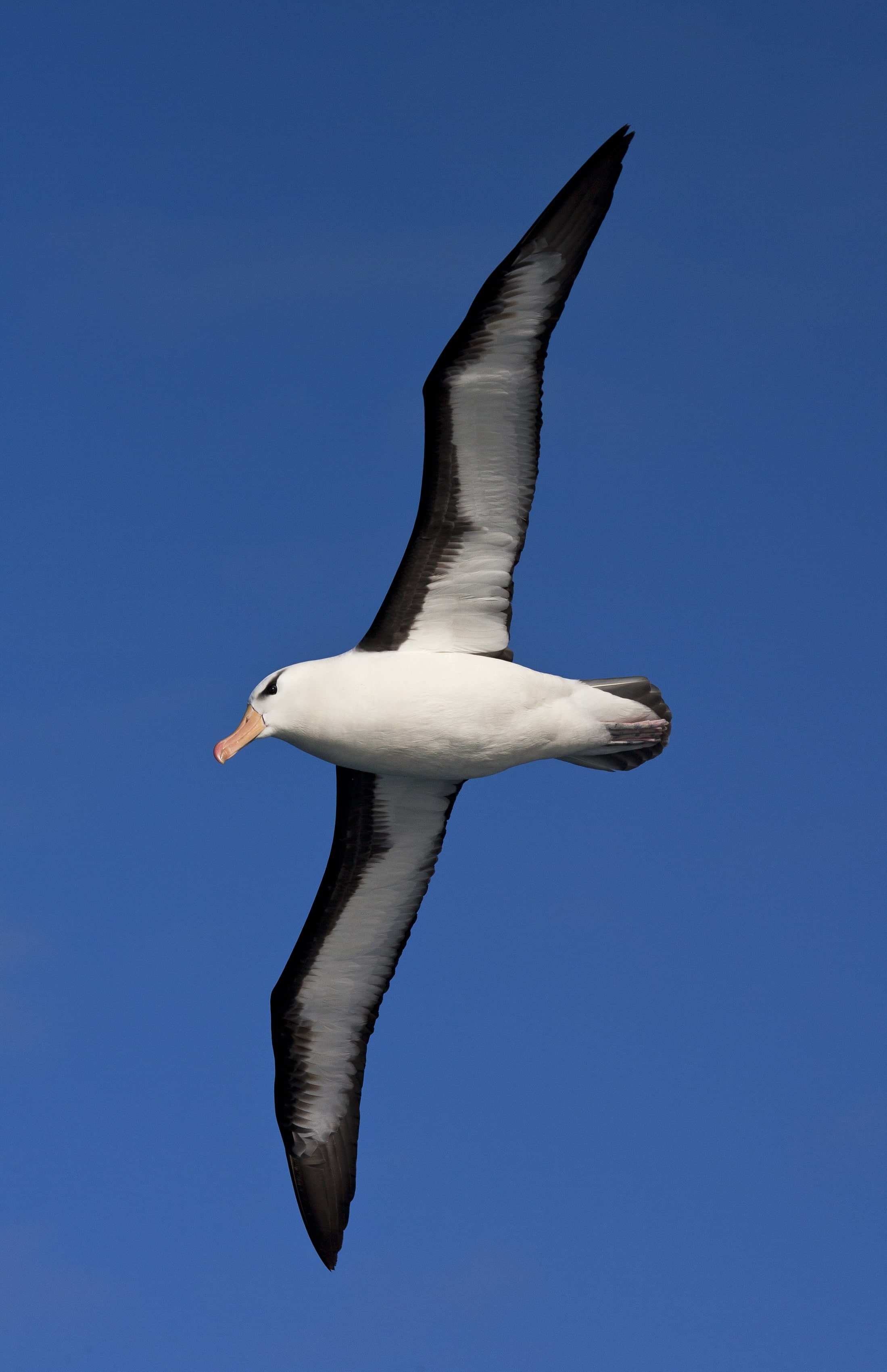 Black browed albatross