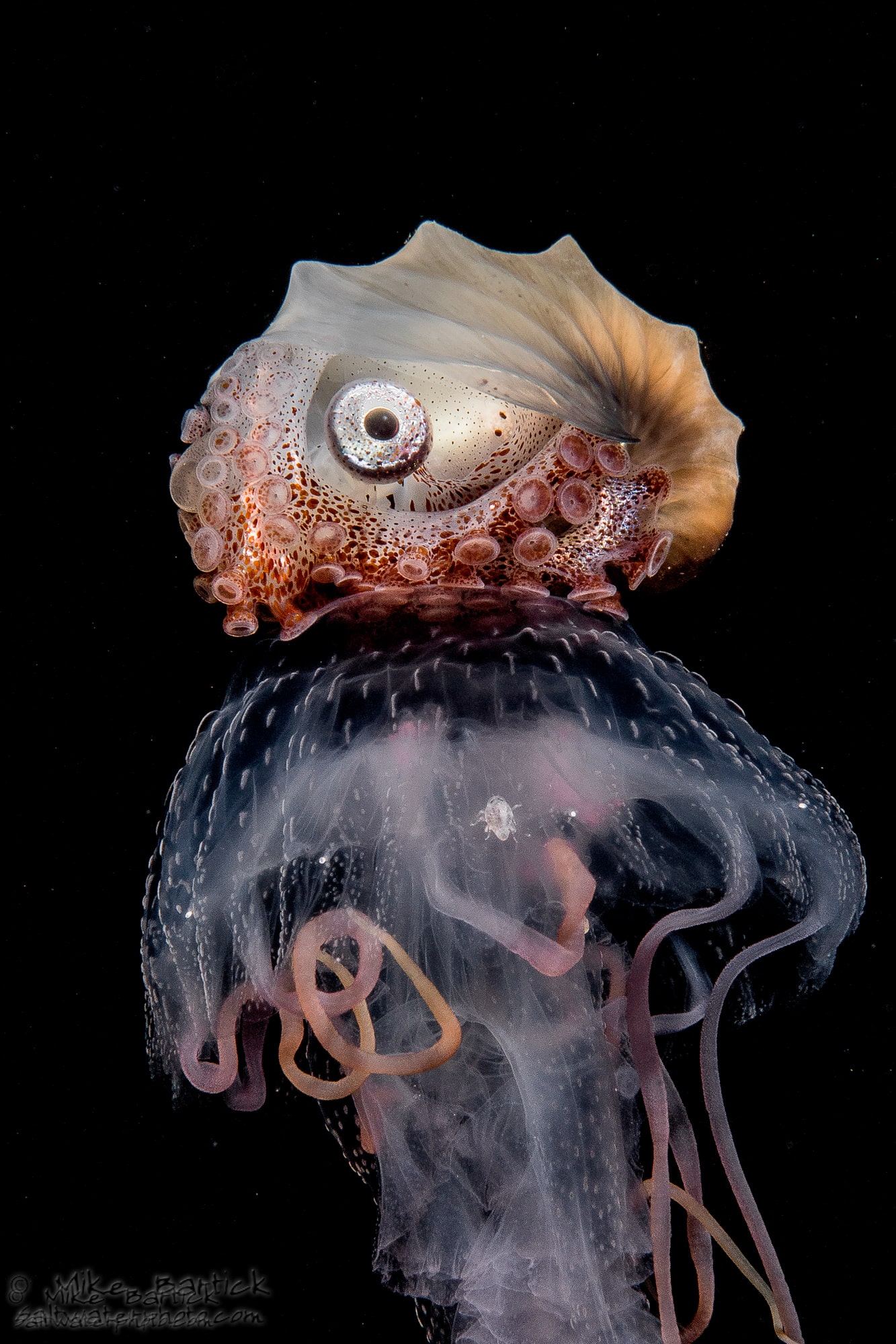 Jellyfish and Nautilus
