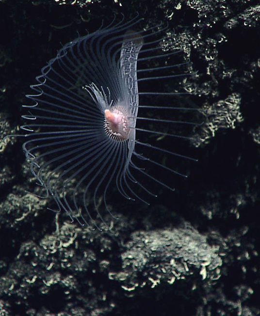 A Hydroid Family - Corymorphidae