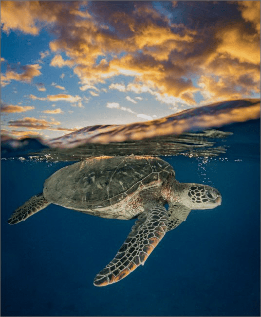 Turtle swimming beneath surface with sky above